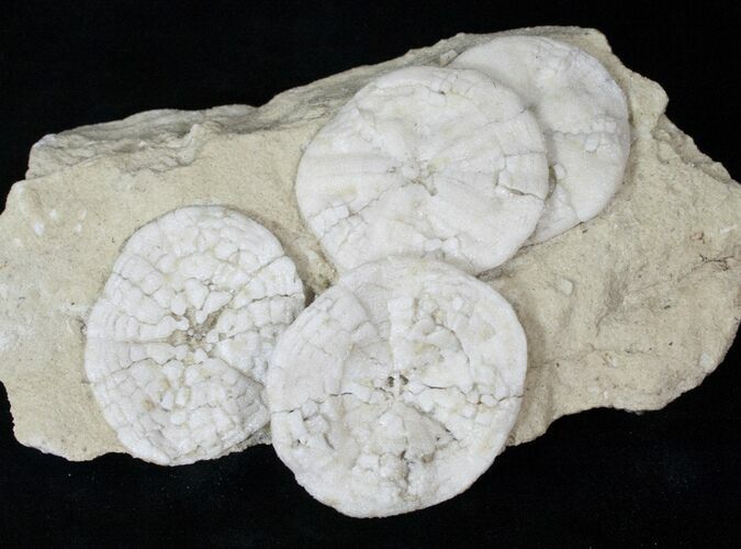 Fossil Sand Dollar (Astrodapsis) Cluster - #15777